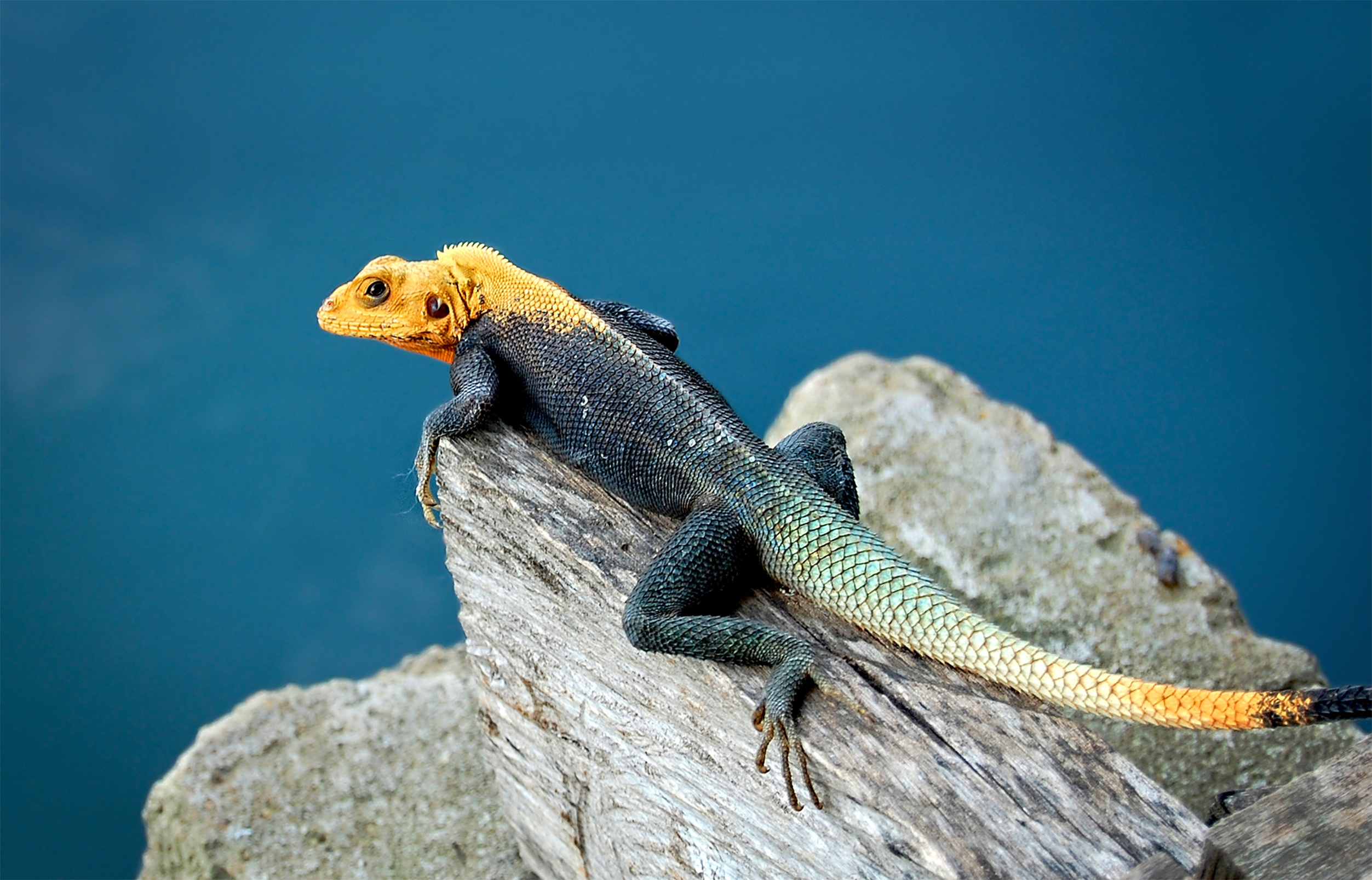 Agama Lizard